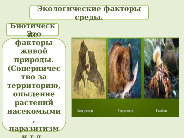 Экологические факторы среды. Биотические Это факторы живой природы. (Соперничество за территорию, опыление растений насекомыми, паразитизм и т.д. 