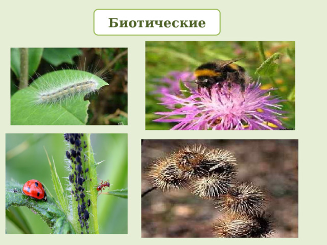  Биотические  