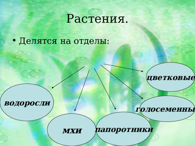 Растения. Делятся на отделы: цветковые водоросли голосеменные папоротники мхи 
