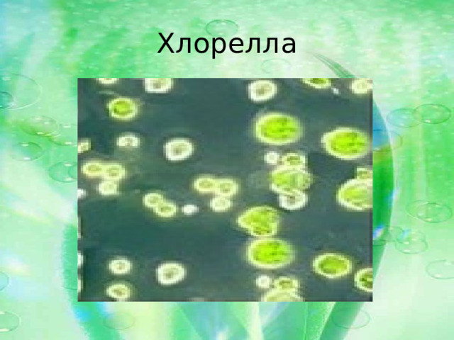 Хлорелла 