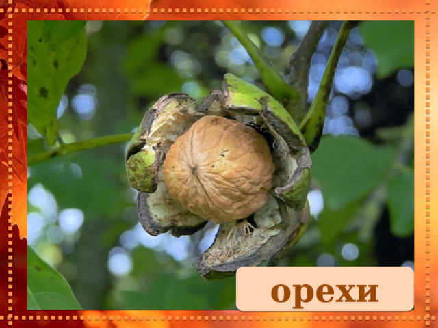 орехи 