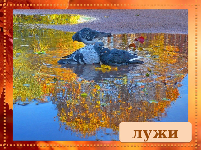 лужи 