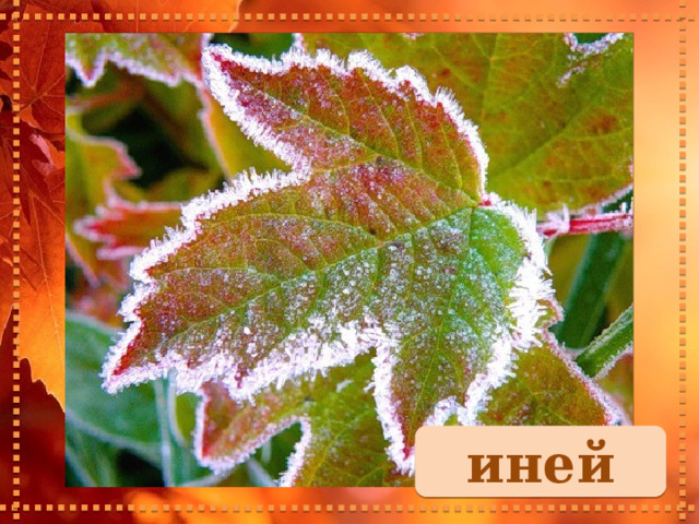 иней 