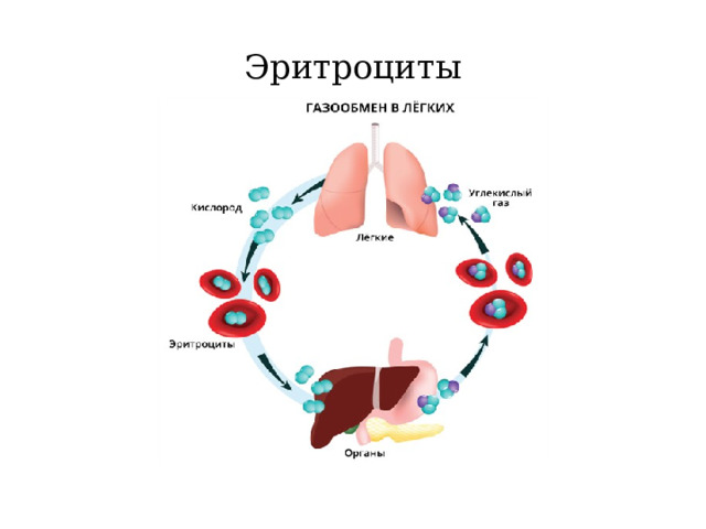 Эритроциты 