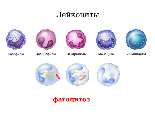 Лейкоциты фагоцитоз 
