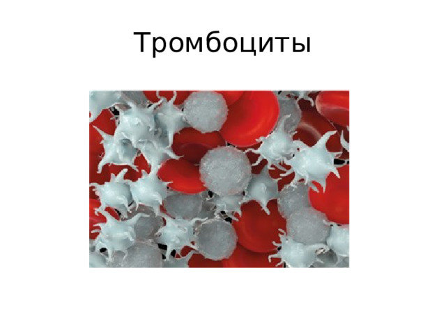 Тромбоциты 