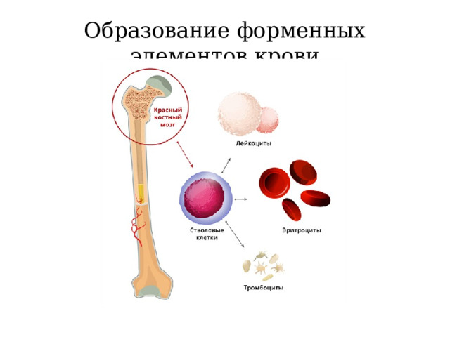 Образование форменных элементов крови 