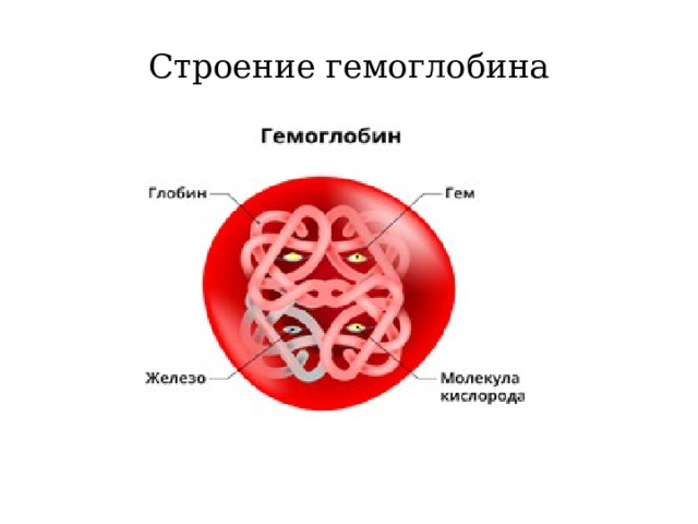 Строение гемоглобина 