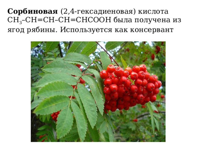Сорбиновая   (2,4-гексадиеновая) кислота СН 3 –СН=СН–СН=СНСООН была получена из ягод рябины. Используется как консервант 
