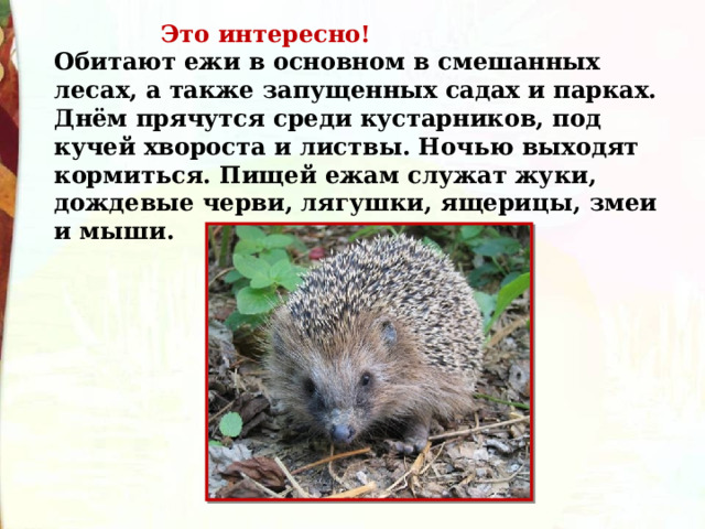  Это интересно! Обитают ежи в основном в смешанных лесах, а также запущенных садах и парках. Днём прячутся среди кустарников, под кучей хвороста и листвы. Ночью выходят кормиться. Пищей ежам служат жуки, дождевые черви, лягушки, ящерицы, змеи и мыши. 