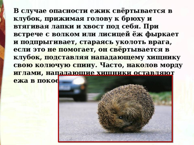 В случае опасности ежик свёртывается в клубок, прижимая голову к брюху и втягивая лапки и хвост под себя. При встрече с волком или лисицей ёж фыркает и подпрыгивает, стараясь уколоть врага, если это не помогает, он свёртывается в клубок, подставляя нападающему хищнику свою колючую спину. Часто, наколов морду иглами, нападающие хищники оставляют ежа в покое. 