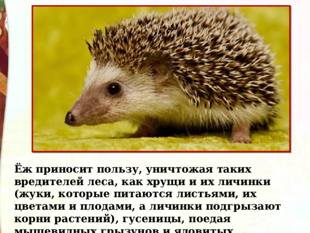Ёж приносит пользу, уничтожая таких вредителей леса, как хрущи и их личинки (жуки, которые питаются листьями, их цветами и плодами, а личинки подгрызают корни растений), гусеницы, поедая мышевидных грызунов и ядовитых насекомых. 