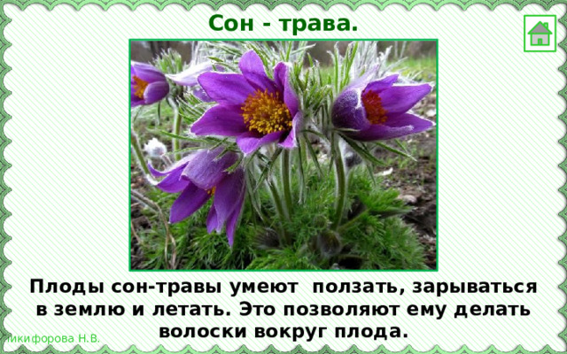 Сон - трава. Плоды сон-травы умеют ползать, зарываться в землю и летать. Это позволяют ему делать волоски вокруг плода. 