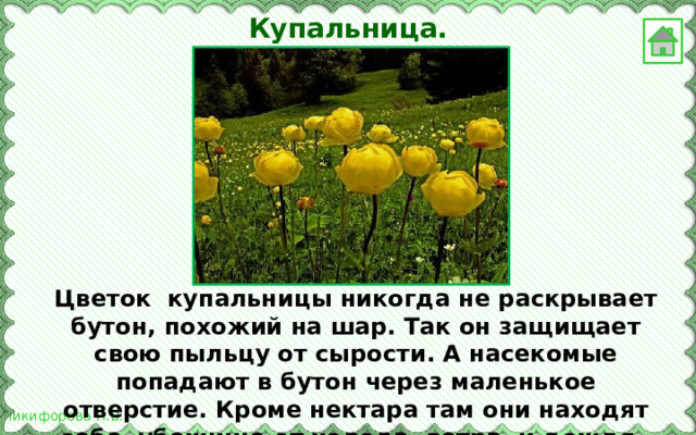Купальница. Цветок купальницы никогда не раскрывает бутон, похожий на шар. Так он защищает свою пыльцу от сырости. А насекомые попадают в бутон через маленькое отверстие. Кроме нектара там они находят себе убежище от холода, ветра и дождя. 