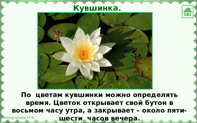 Кувшинка. По цветам кувшинки можно определять время. Цветок открывает свой бутон в восьмом часу утра, а закрывает – около пяти-шести часов вечера. 