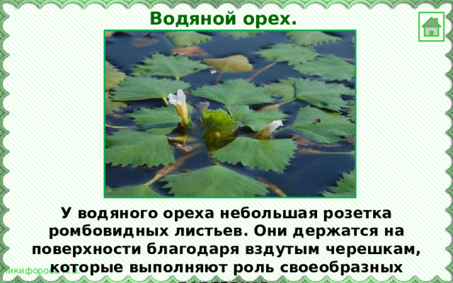 Водяной орех. У водяного ореха небольшая розетка ромбовидных листьев. Они держатся на поверхности благодаря вздутым черешкам, которые выполняют роль своеобразных поплавков. 