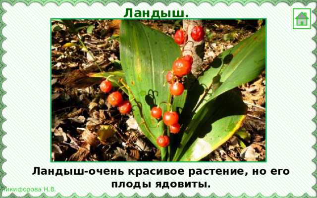 Ландыш. Ландыш-очень красивое растение, но его плоды ядовиты. 