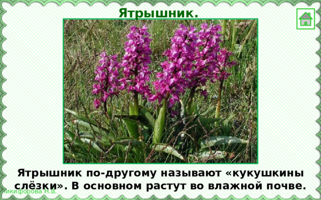 Ятрышник. Ятрышник по-другому называют «кукушкины слёзки». В основном растут во влажной почве. 