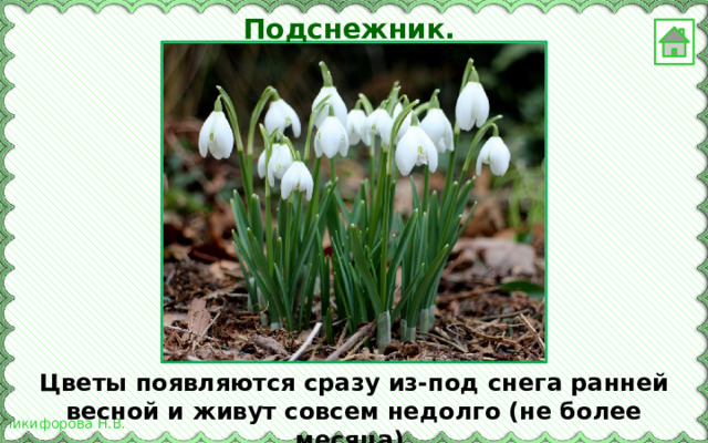 Подснежник. Цветы появляются сразу из-под снега ранней весной и живут совсем недолго (не более месяца). 