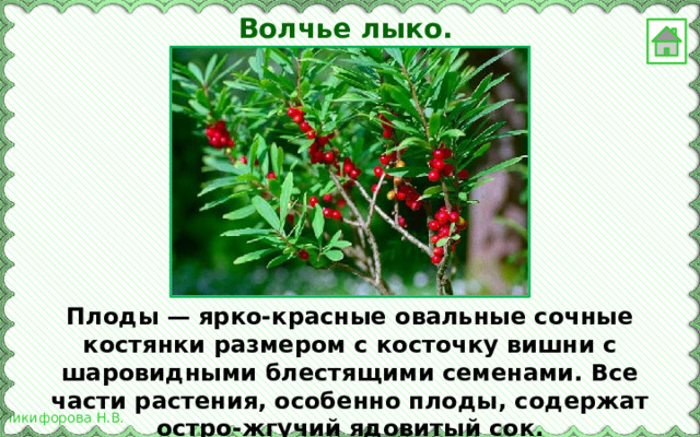 Волчье лыко. Плоды — ярко-красные овальные сочные костянки размером с косточку вишни с шаровидными блестящими семенами. Все части растения, особенно плоды, содержат остро-жгучий ядовитый сок. 