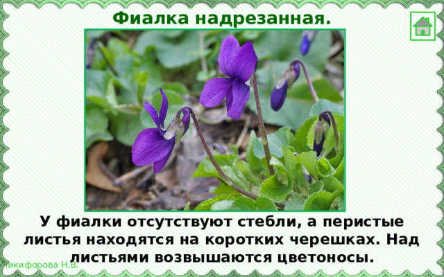 Фиалка надрезанная. У фиалки отсутствуют стебли, а перистые листья находятся на коротких черешках. Над листьями возвышаются цветоносы. 