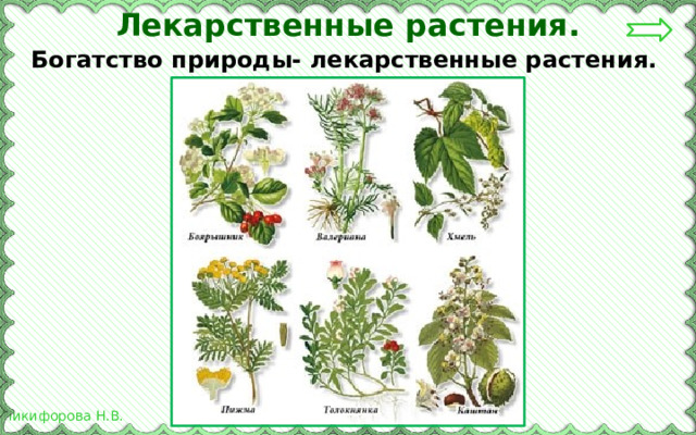 Лекарственные растения. Богатство природы- лекарственные растения. 