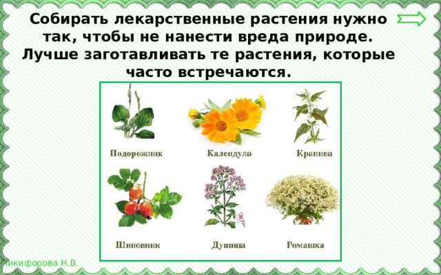 Собирать лекарственные растения нужно так, чтобы не нанести вреда природе. Лучше заготавливать те растения, которые часто встречаются. 