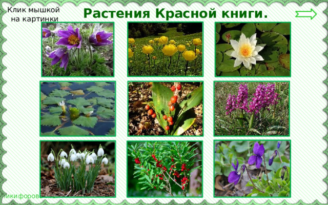 Растения Красной книги. Клик мышкой на картинки 