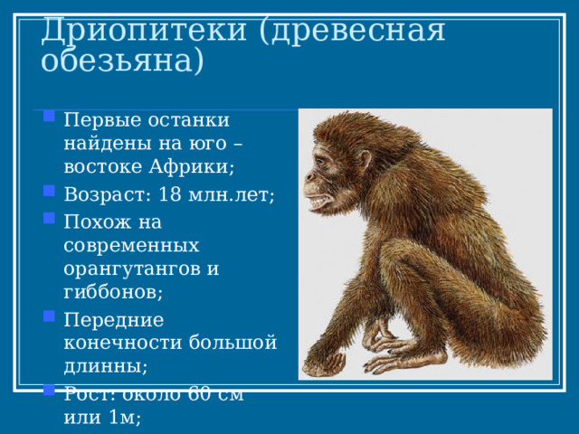 Дриопитеки (древесная обезьяна) Первые останки найдены на юго – востоке Африки; Возраст: 18 млн.лет; Похож на современных орангутангов и гиббонов; Передние конечности большой длинны; Рост: около 60 см или 1м; Объем мозга: 320 – 350 см кубических; 