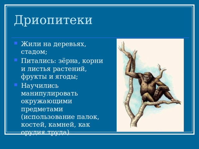 Дриопитеки Жили на деревьях, стадом; Питались: зёрна, корни и листья растений, фрукты и ягоды; Научились манипулировать окружающими предметами (использование палок, костей, камней, как орудия труда). 