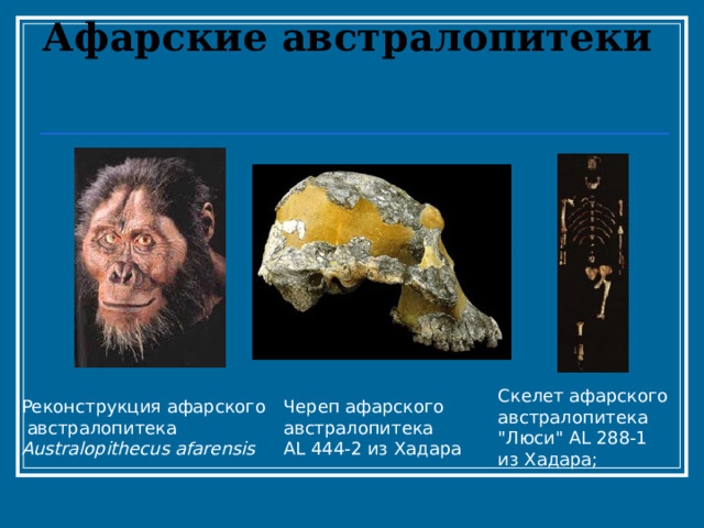  Афарские австралопитеки   Скелет афарского австралопитека 
