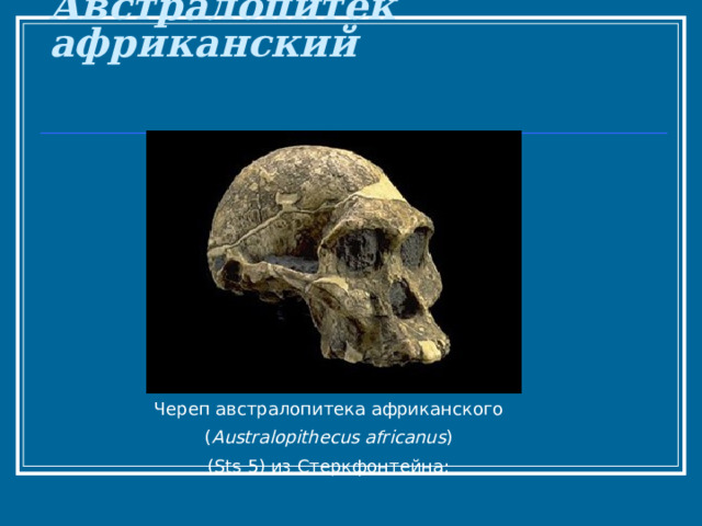  Австралопитек африканский    Череп австралопитека африканского ( Australopithecus africanus ) (Sts 5) из Стеркфонтейна; 