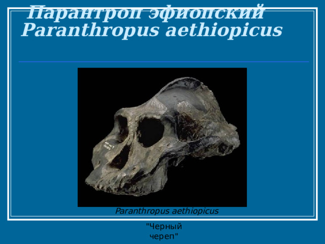  Парантроп эфиопский  Paranthropus aethiopicus   Paranthropus aethiopicus    