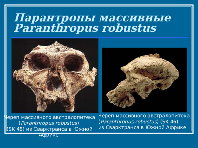 Парантропы массивные  Paranthropus robustus  Череп массивного австралопитека ( Paranthropus robustus ) (SK 46) из Сварктранса в Южной Африке Череп массивного австралопитека ( Paranthropus robustus ) (SK 48) из Сварктранса в Южной Африке 