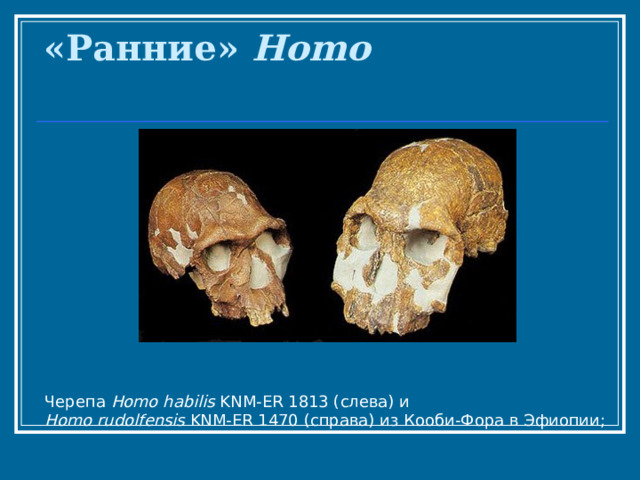 «Ранние» Homo   Черепа Homo habilis KNM-ER 1813 (слева) и Homo rudolfensis KNM-ER 1470 (справа) из Кооби-Фора в Эфиопии;   