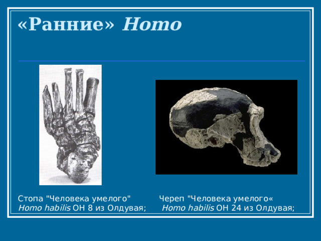 «Ранние» Homo   Стопа 