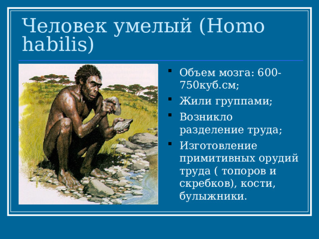 Человек умелый ( Homo habilis) Объем мозга: 600-750куб.см; Жили группами; Возникло разделение труда; Изготовление примитивных орудий труда ( топоров и скребков), кости, булыжники. 