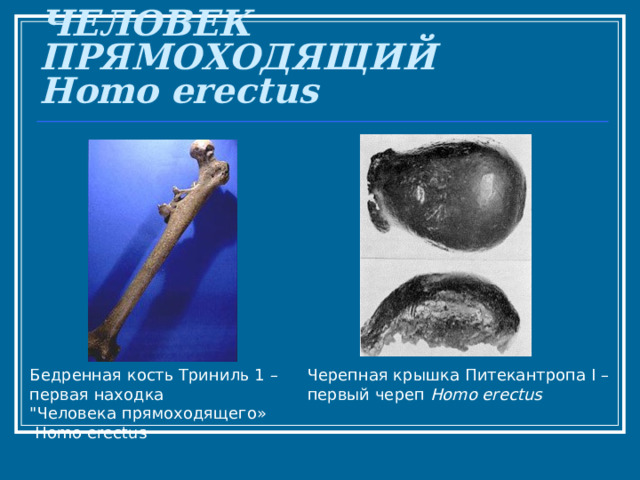 ЧЕЛОВЕК ПРЯМОХОДЯЩИЙ  Homo erectus – Бедренная кость Триниль 1 – первая находка 