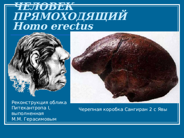 ЧЕЛОВЕК ПРЯМОХОДЯЩИЙ  Homo erectus Реконструкция облика Питекантропа I, выполненная М.М. Герасимовым Черепная коробка Сангиран 2 с Явы   