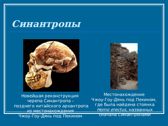 Синантропы Местонахождение Чжоу-Гоу-Дянь под Пекином, где была найдена стоянка  Homo erectus , названных сначала Синантропами Новейшая реконструкция черепа Синантропа –  позднего китайского архантропа  из местонахождения Чжоу-Гоу-Дянь под Пекином 