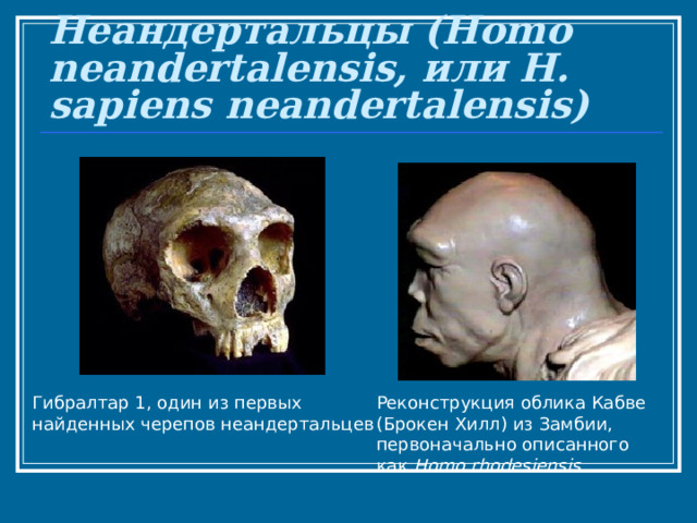 Неандертальцы (Homo neandertalensis, или H. sapiens neandertalensis) Гибралтар 1, один из первых найденных черепов неандертальцев Реконструкция облика Кабве (Брокен Хилл) из Замбии, первоначально описанного как Homo rhodesiensis   