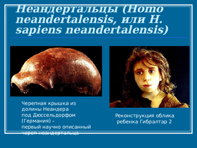 Неандертальцы (Homo neandertalensis, или H. sapiens neandertalensis) Черепная крышка из долины Неандера под Дюссельдорфом (Германия) – первый научно описанный череп неандертальца   Реконструкция облика  ребенка Гибралтар 2   