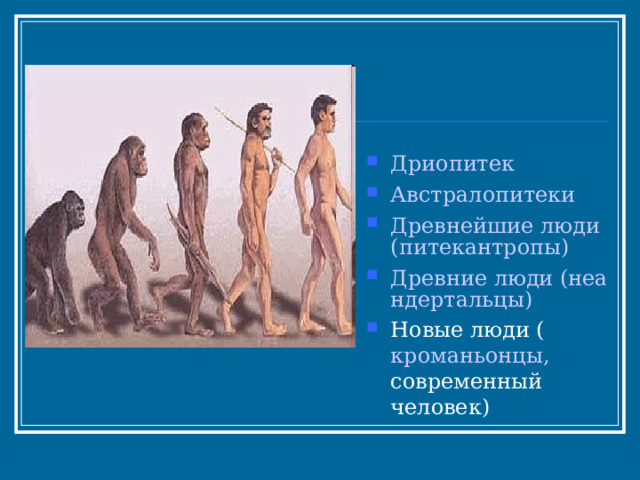 Дриопитек Австралопитеки Древнейшие люди (питекантропы) Древние люди (неандертальцы) Новые люди ( кроманьонцы, современный человек) 