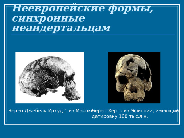 Неевропейские формы, синхронные неандертальцам Череп Херто из Эфиопии, имеющий датировку 160 тыс.л.н. Череп Джебель Ирхуд 1 из Марокко;   