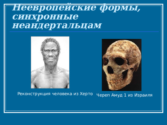 Неевропейские формы, синхронные неандертальцам Реконструкция человека из Херто Череп Амуд 1 из Израиля 