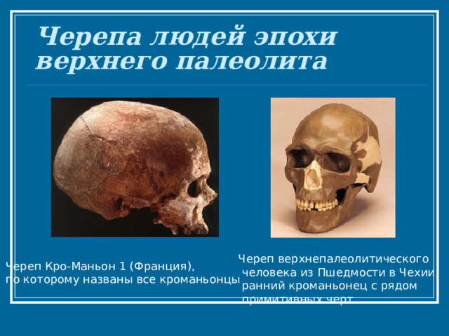 Черепа людей эпохи верхнего палеолита Череп верхнепалеолитического  человека из Пшедмости в Чехии,  ранний кроманьонец с рядом  примитивных черт Череп Кро-Маньон 1 (Франция), по которому названы все кроманьонцы 