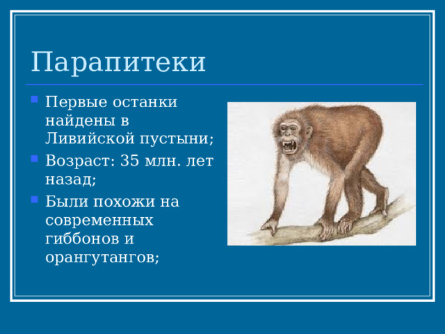 Парапитеки Первые останки найдены в Ливийской пустыни; Возраст: 35 млн. лет назад; Были похожи на современных гиббонов и орангутангов; 