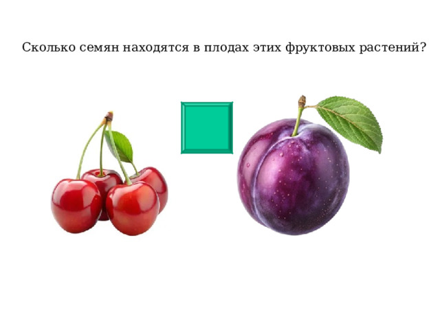 Сколько семян находятся в плодах этих фруктовых растений? 