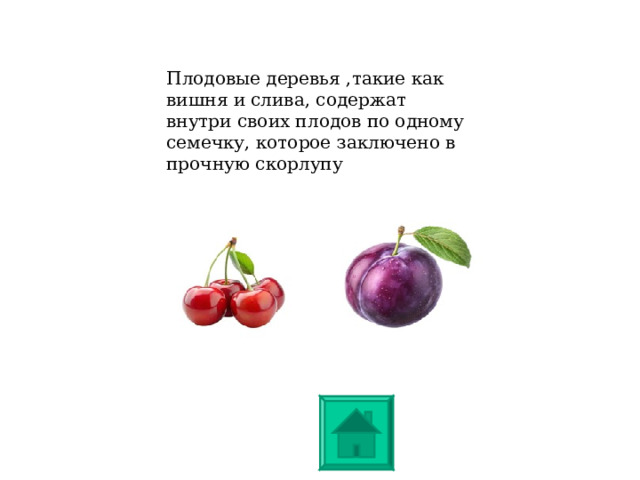 Плодовые деревья ,такие как вишня и слива, содержат внутри своих плодов по одному семечку, которое заключено в прочную скорлупу 