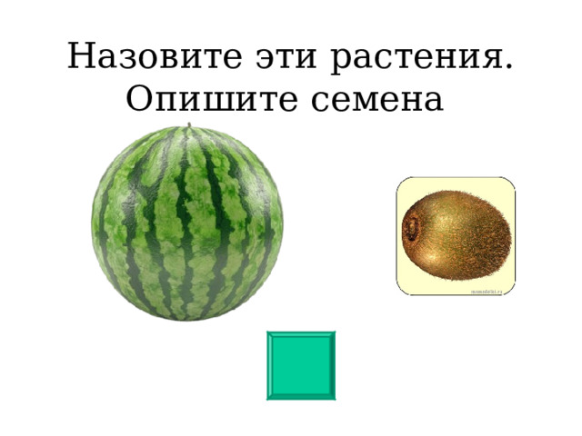 Назовите эти растения. Опишите семена 